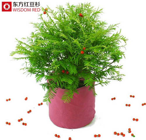 如何栽培紅豆杉