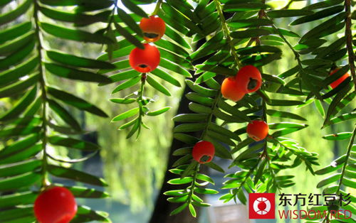 紅豆杉種植如何防治病蟲(chóng)害襲擊？