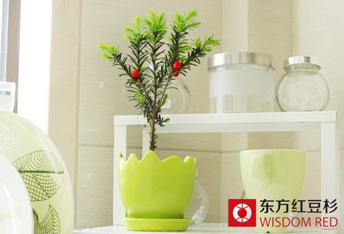 東方紅豆杉:金華武義走出的大眾保健植物