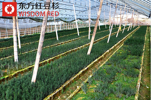 紅豆杉對(duì)人類社會(huì)的貢獻(xiàn)及價(jià)值