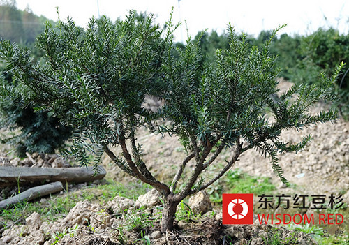 如何做好野生紅豆杉資源經(jīng)營利用管理工作？