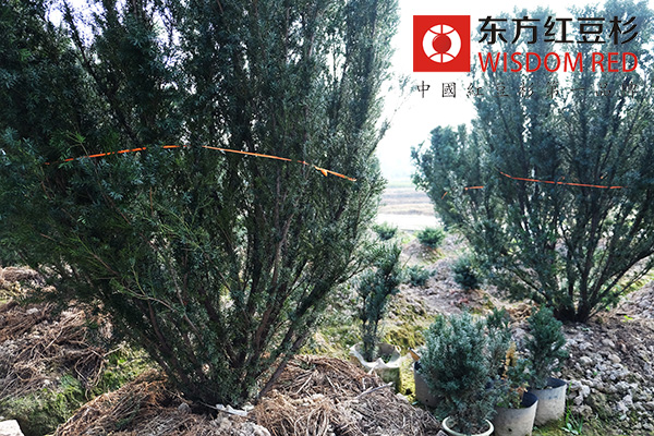 紅豆杉有哪些繁殖方法