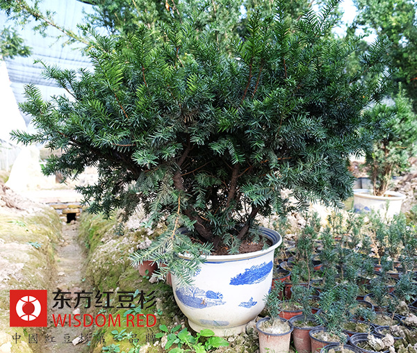 英國(guó)最老紅豆杉樹(shù)齡已逾5000歲