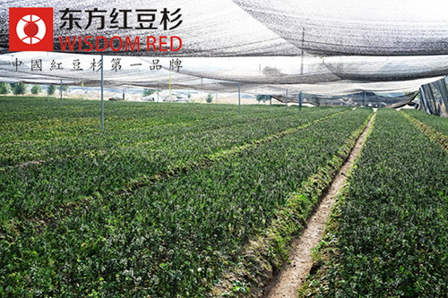 紅豆杉市場潛力大 企業(yè)紛紛投資