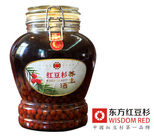 “植物大熊貓”紅豆杉在河北實(shí)現(xiàn)人工培育
